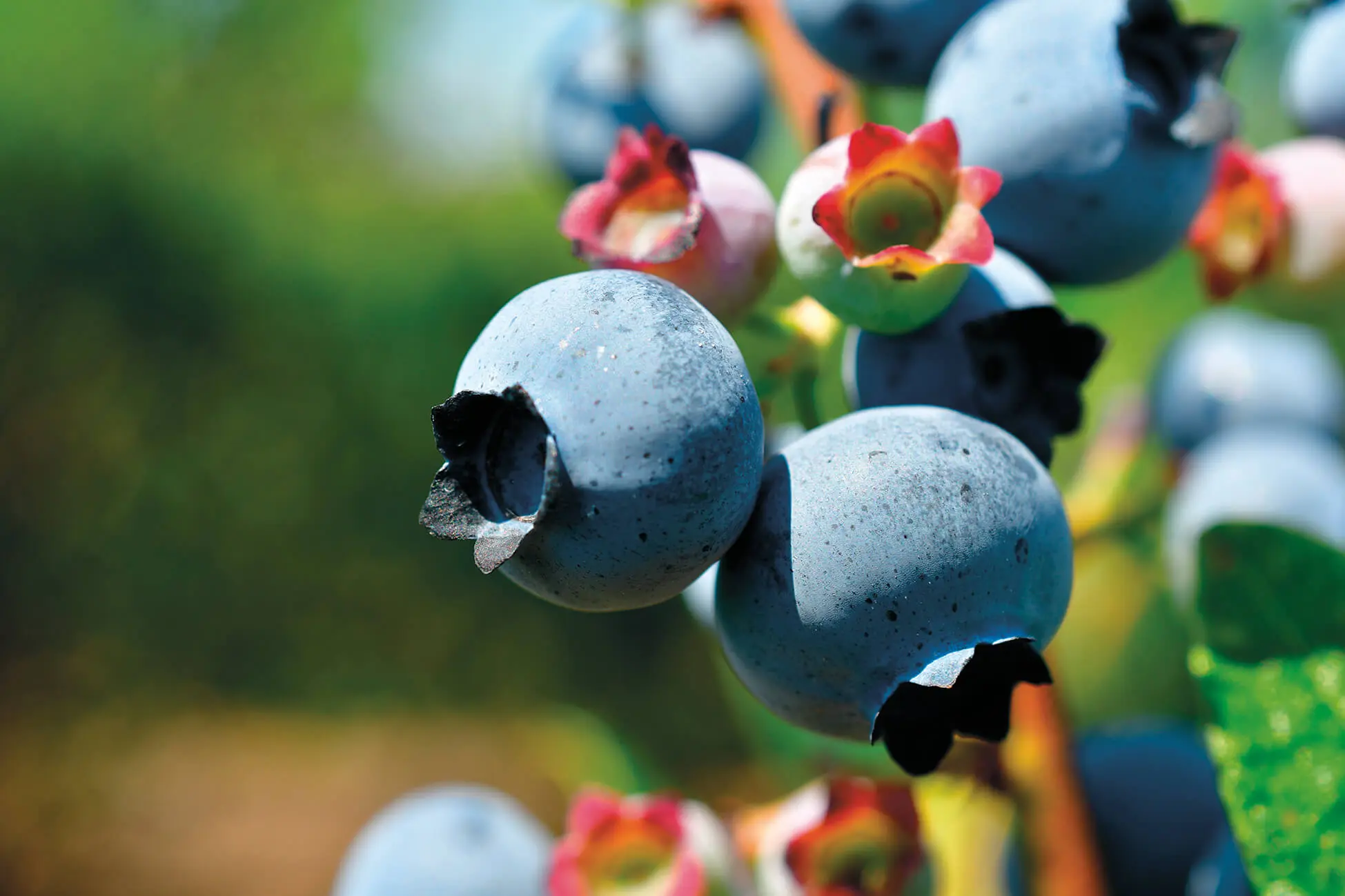 Heidelbeeren