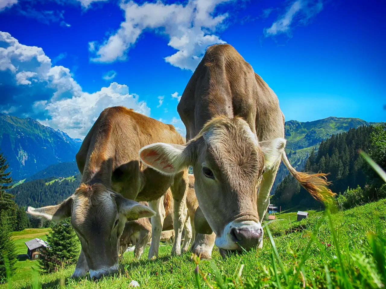 Ein paar Kühe auf einer Alm beim Grasen